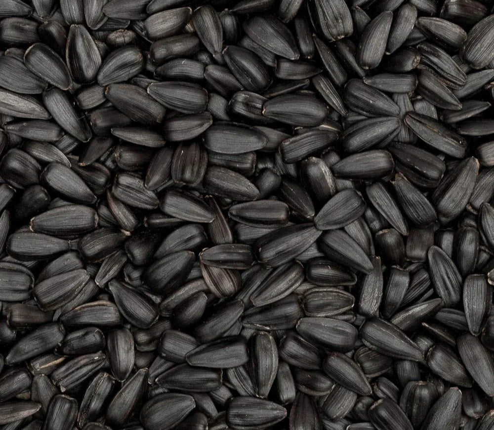 Black seeds and pure black seed oil